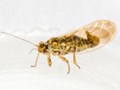 Arytainilla spartiophila
